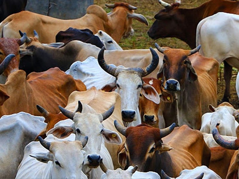 Gau-Sawamani — seva offered for the wellbeing of cows